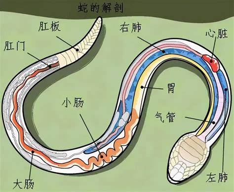 蛇吃老鼠|蛇在冬眠时“任鼠宰割”，毫无还手余地？那蛇为什么一定要冬眠？